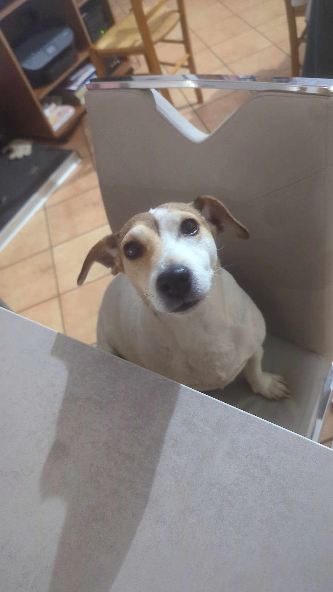 Oasis a rejoint le concours — aidez-le/la à gagner de superbes lots ! dog, chair, table, kitchen, tile_floor, wooden_chair, pet, animal, indoor, looking_up, curious, shadow, white_dog, brown_spots, ears, face, floor, furniture, domestic, companion