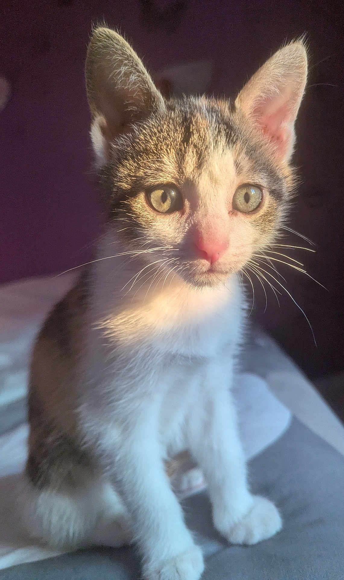 Alma