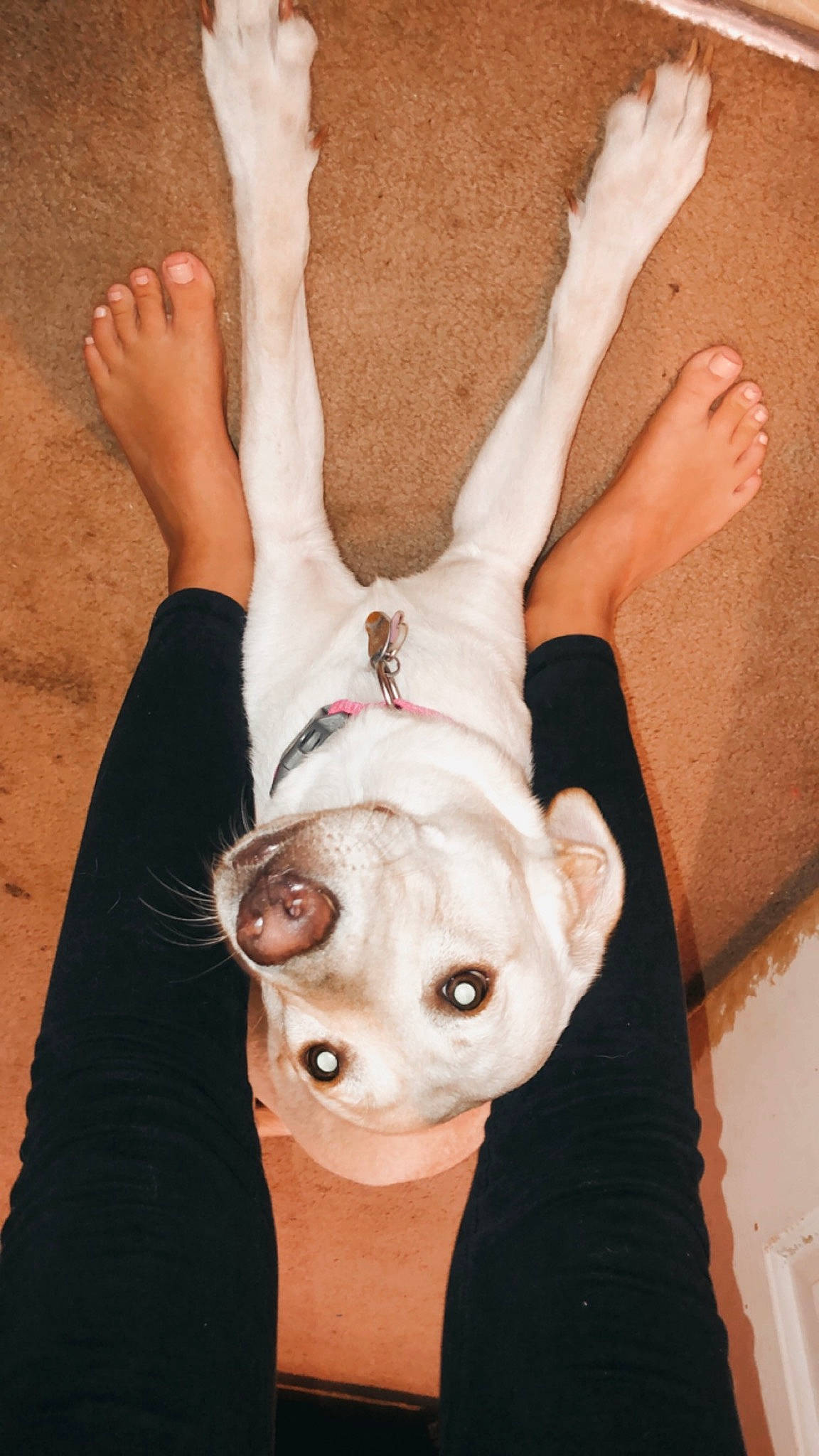 Boo joined the competition — help win amazing prizes! chest, chin, ear, eye, eyebrow, eyelash, fawn, finger, gesture, happy, head, human_body, jaw, joint, neck, organ, sleeve, sunglasses, textile, trunk