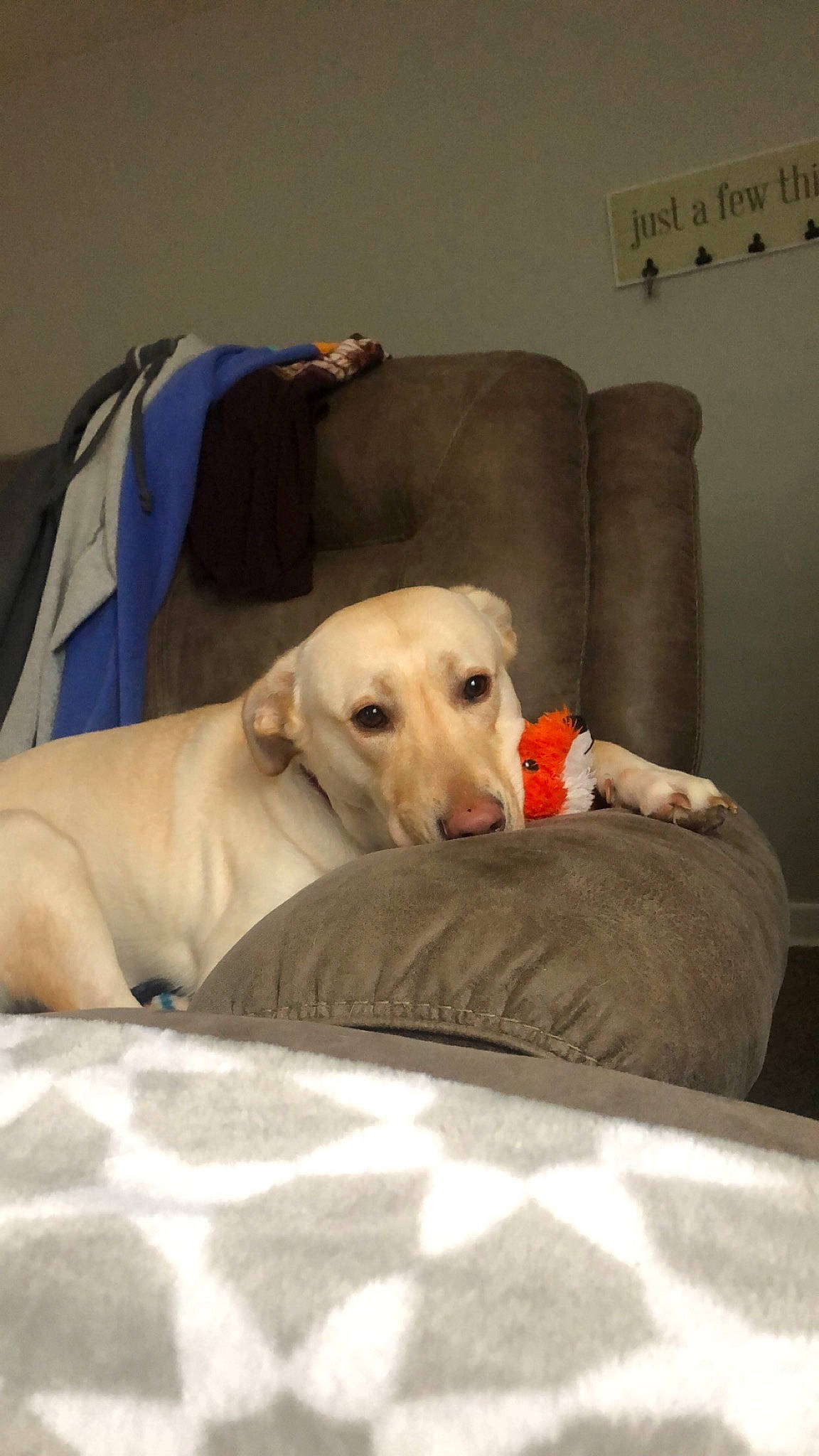 Boo joined the competition — help win amazing prizes! canidae, carnivore, chair, comfort, companion_dog, couch, dog, dog_breed, dog_supply, fawn, flooring, grey, linens, pet_supply, room, snout, sporting_group, studio_couch, tail, working_animal