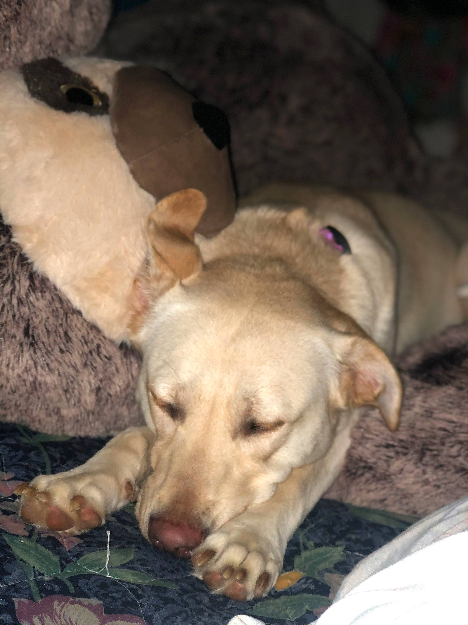 Boo joined the competition — help win amazing prizes! canidae, carnivore, comfort, companion_dog, dog, dog_breed, fawn, fur, guard_dog, paw, retriever, snout, sporting_group, tail, terrestrial_animal, working_animal