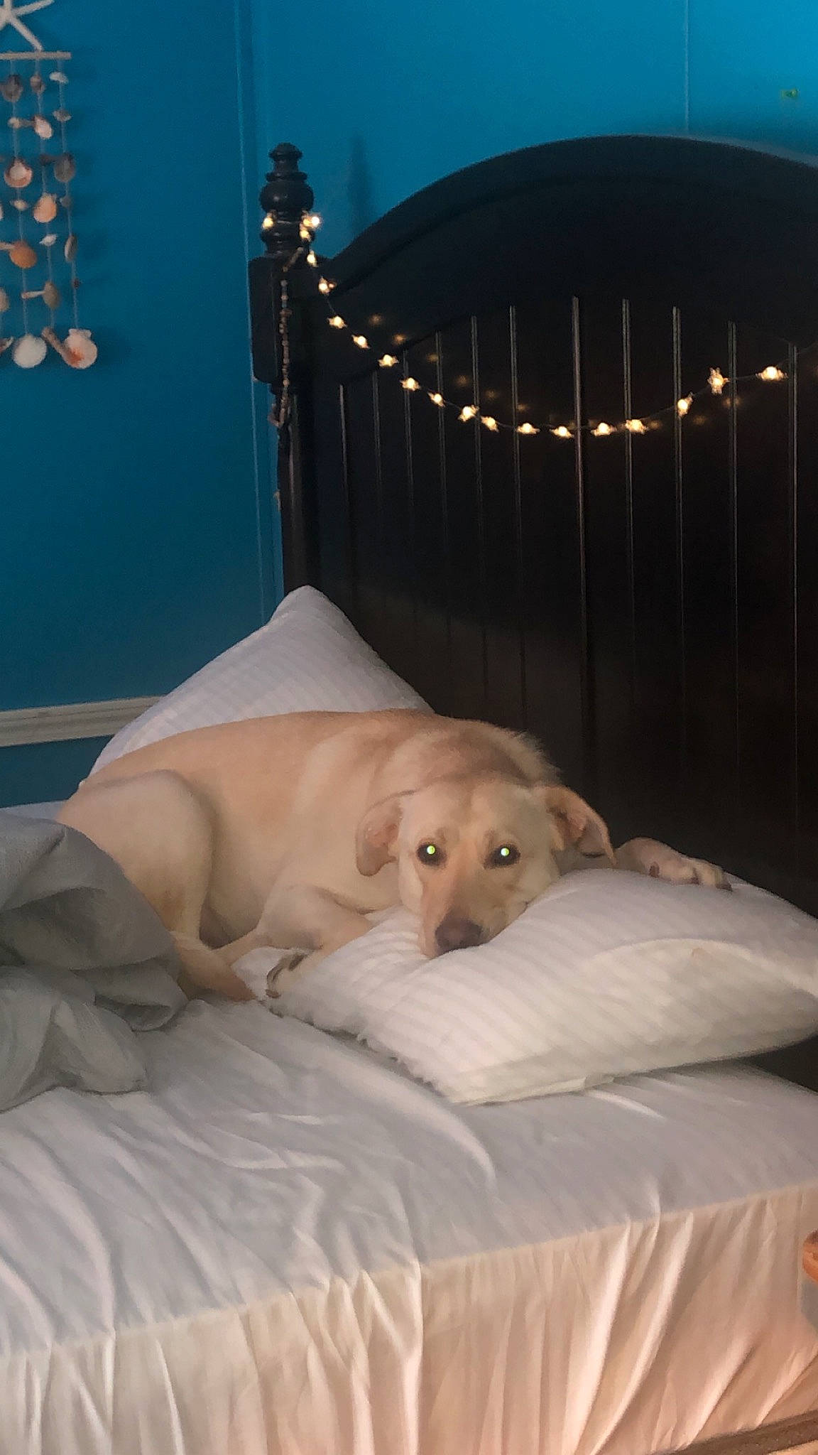 Boo joined the competition — help win amazing prizes! art, bed, bed_frame, bedding, canidae, carnivore, comfort, companion_dog, dog, dog_breed, duvet, fawn, felidae, linens, mattress, small_to_medium_sized_cats, sporting_group, tail, trunk, wood