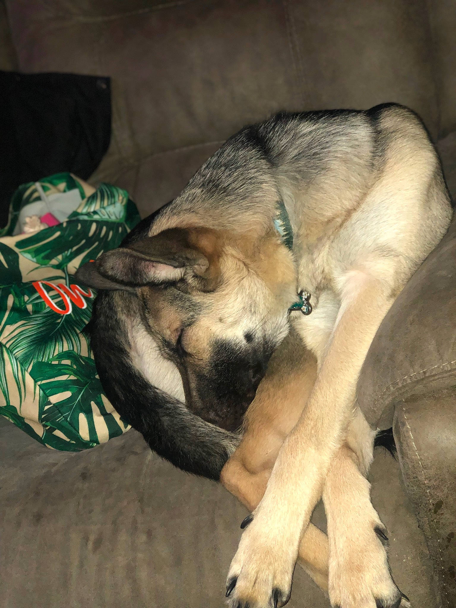 Liberty joined the competition — help win amazing prizes! canidae, canis, carnivore, claw, comfort, companion_dog, dog, dog_breed, fawn, foot, fur, german_shepherd_dog, paw, snout, sporting_group, street_dog, tail, terrestrial_animal, working_animal, working_dog