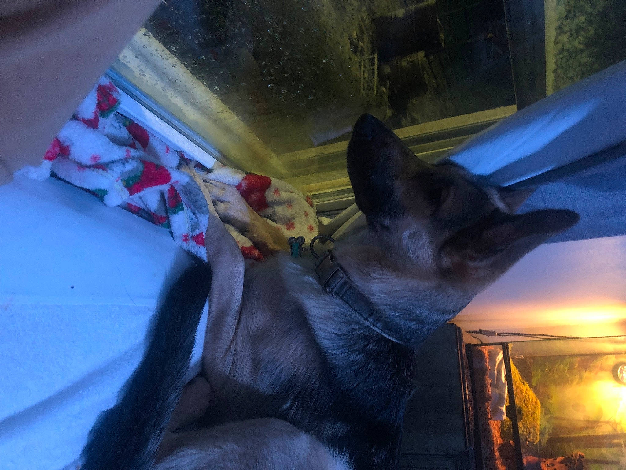 Liberty joined the competition — help win amazing prizes! bat, canidae, carmine, carnivore, companion_dog, dog, dog_breed, domestic_short_haired_cat, fawn, felidae, fur, gesture, glass, guard_dog, small_to_medium_sized_cats, sporting_group, tail, whiskers, window, working_animal