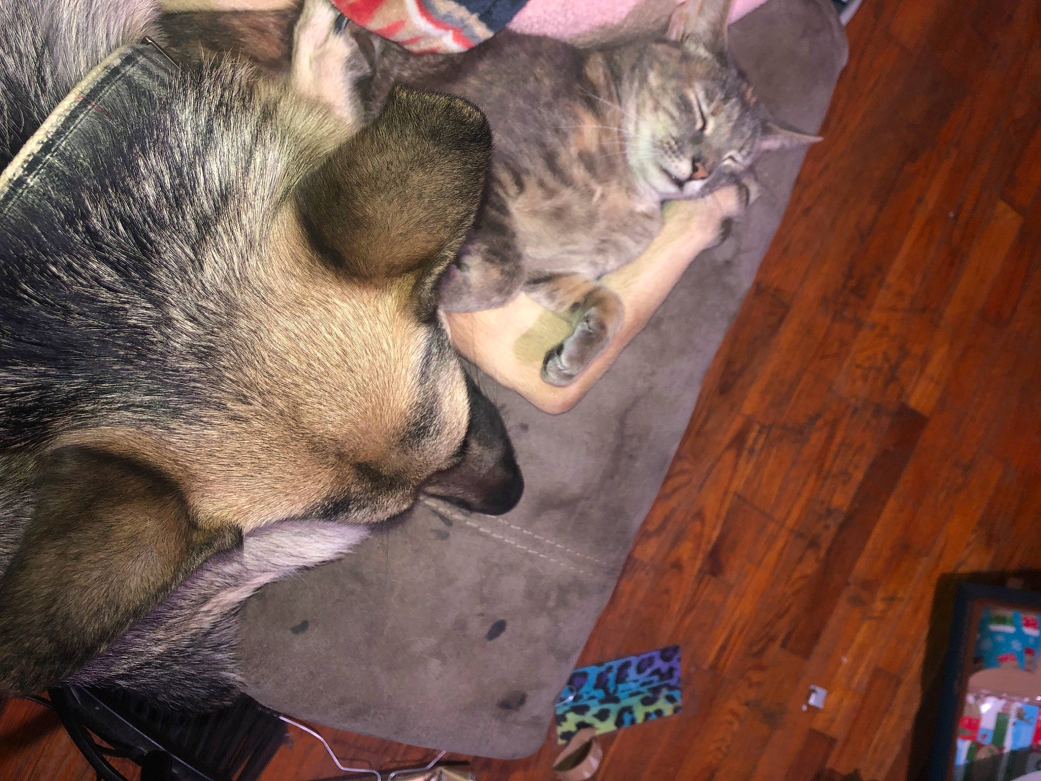 Liberty is registered to the contest to win money with this photo: carnivore, cat, claw, comfort, dog_breed, domestic_short_haired_cat, ear, fawn, felidae, flooring, fur, hardwood, paw, small_to_medium_sized_cats, snout, tail, varnish, whiskers, wood, wood_stain