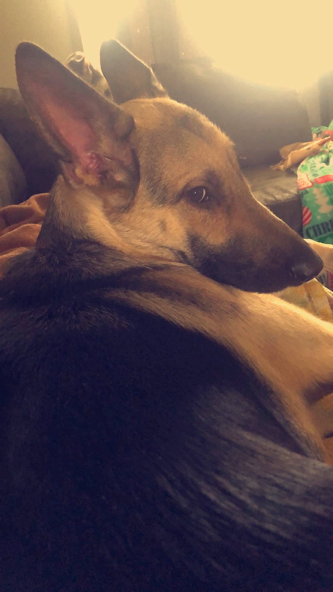 Liberty joined the competition — help win amazing prizes! canidae, carnivore, cloud, comfort, companion_dog, dog, dog_breed, ear, fawn, fur, linens, nap, paw, sky, snout, sporting_group, tints_and_shades, toy_dog, whiskers, wood