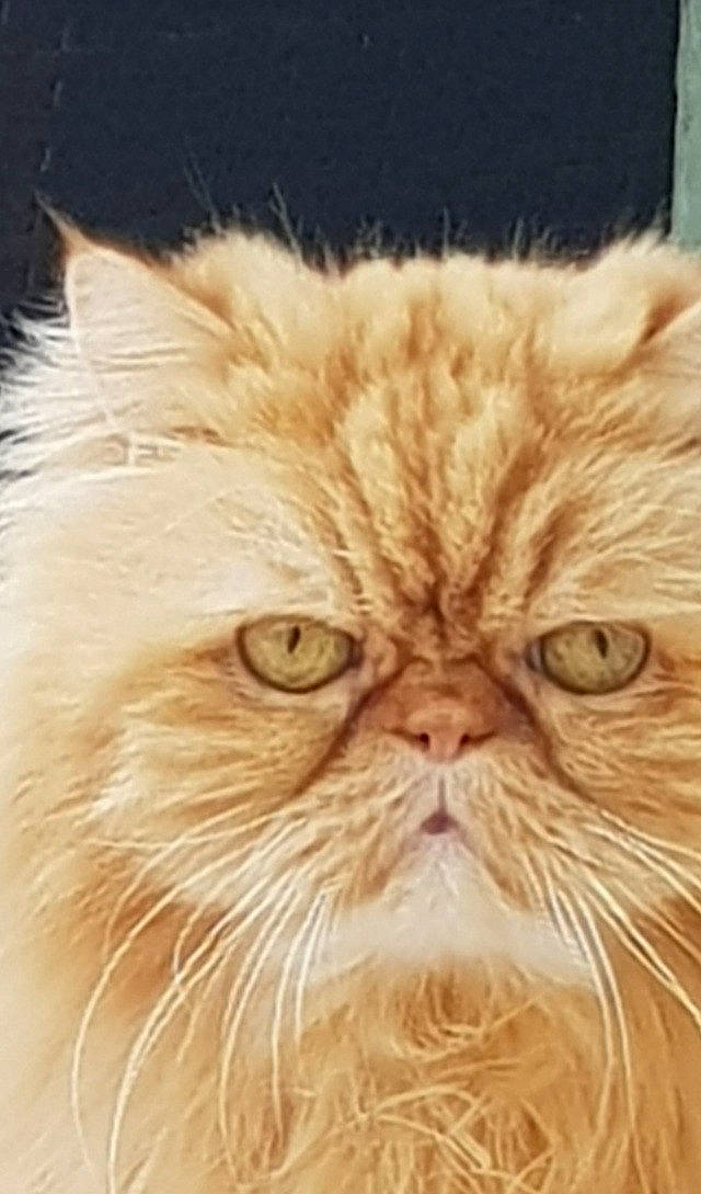 Moumouche a rejoint le concours — aidez-le/la à gagner de superbes lots ! carnivore, cat, close_up, event, felidae, fur, persian, small_to_medium_sized_cats, snout, terrestrial_animal, whiskers, working_animal, wrinkle