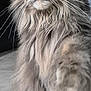 Prunelle a rejoint le concours — aidez-le/la à gagner de superbes lots ! cat, fluffy, long_hair, yellow_eyes, whiskers, paw, indoor, close_up, pet, feline, curious, soft_fur, muzzle, portrait, animal, cute, domestic_cat, closeup, tabby, floor