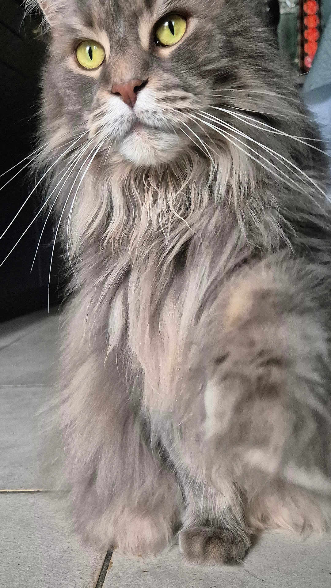 Prunelle a rejoint le concours — aidez-le/la à gagner de superbes lots ! cat, fluffy, long_hair, yellow_eyes, whiskers, paw, indoor, close_up, pet, feline, curious, soft_fur, muzzle, portrait, animal, cute, domestic_cat, closeup, tabby, floor