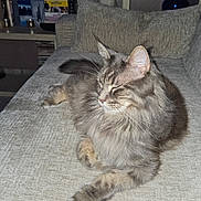 Prunelle a rejoint le concours — aidez-le/la à gagner de superbes lots ! cat, tabby, fluffy, couch, living_room, pillow, statue, bookshelf, books, decor, furniture, relaxing, pet, indoor, cozy, gray, whiskers, ears, sleeping, home
