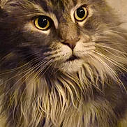 Prunelle a rejoint le concours — aidez-le/la à gagner de superbes lots ! animal, cat, close_up, cute, domestic_cat, ears, face, feline, fluffy, fur, indoor, long_hair, looking, majestic, muzzle, pet, portrait, soft, whiskers, yellow_eyes