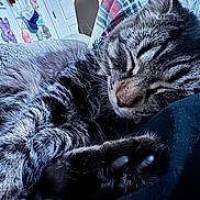 Kimchi joined the competition — help win amazing prizes! cat, tabby, sleeping, fur, paw, indoor, blanket, cozy, closeup, relaxing, pet, animal, whiskers, soft, cute, feline, resting, domestic_cat, home, calm