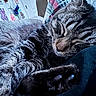 cat, tabby, sleeping, fur, paw, indoor, blanket, cozy, closeup, relaxing, pet, animal, whiskers, soft, cute, feline, resting, domestic_cat, home, calm