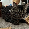Kimchi is registered to the contest to win money with this photo: cat, tabby, glasses, indoor, carpet, pet, animal, whiskers, ears, eyes, paws, feline, cute, domestic, laying, closeup, muzzle, nostrils, fur, collar