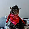 Kimchi is registered to the contest to win money with this photo: cat, tabby_cat, pet, costume, cowboy_hat, bandana, red_bandana, animal, feline, indoor, blanket, plaid, fur, whiskers, ears, sitting, portrait, cute, domestic_animal, cozy