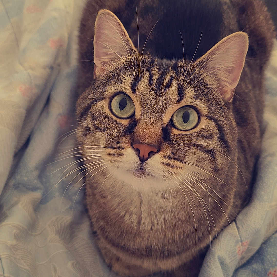 Twinkie participe au concours pour gagner de l'argent avec cette photo : abyssinian, animal, bed, blanket, bodypart, cat, couch, furniture, homedecor, indoors, kitten, linen, manx, mouth, person, pet, quilt, siamese, sleeping, towel