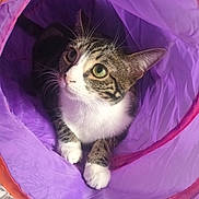 Pinkie a rejoint le concours — aidez-le/la à gagner de superbes lots ! cat, tabby_cat, green_eyes, fabric_tunnel, purple_tunnel, orange_tunnel, pet, indoor, cozy, curious, whiskers, paws, blanket, soft_texture, resting, looking_up, animal, cute, playful, domestic_cat