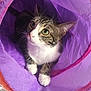 cat, tabby_cat, green_eyes, fabric_tunnel, purple_tunnel, orange_tunnel, pet, indoor, cozy, curious, whiskers, paws, blanket, soft_texture, resting, looking_up, animal, cute, playful, domestic_cat