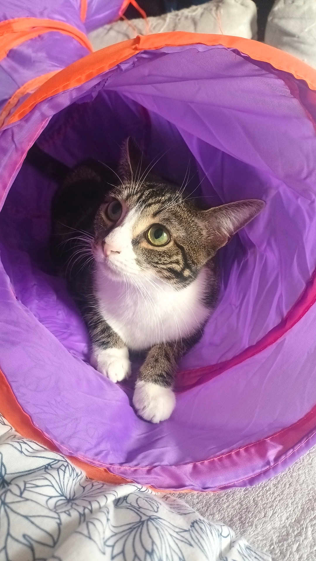 Pinkie a rejoint le concours — aidez-le/la à gagner de superbes lots ! cat, tabby_cat, green_eyes, fabric_tunnel, purple_tunnel, orange_tunnel, pet, indoor, cozy, curious, whiskers, paws, blanket, soft_texture, resting, looking_up, animal, cute, playful, domestic_cat