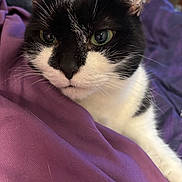 Missie Sue joined the competition — help win amazing prizes! cat, black_and_white, close_up, pet, animal, whiskers, fur, face, ear, eye, nose, purple_blanket, resting, indoors, cozy, cute, mammal, domestic_cat, relaxed, soft_texture