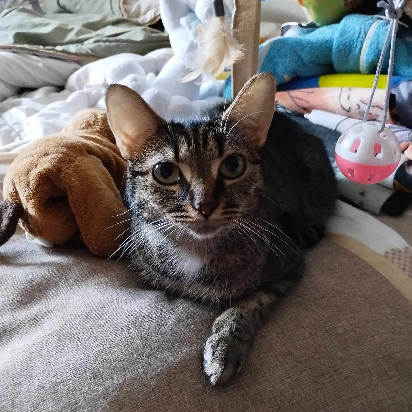 Haruka a rejoint le concours — aidez-le/la à gagner de superbes lots ! abyssinian, animal, bed, bedroom, blanket, cat, couch, cushion, furniture, homedecor, indoors, kitten, linen, person, pet, pillow, plush, room, sleeping, toy