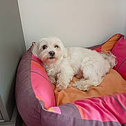 Anzio participe au concours pour gagner de l'argent avec cette photo : dog, pet_bed, white_dog, indoor, resting, cozy, small_dog, fur, canine, animal, cute, comfort, colorful, striped, looking_up, relaxed, home, domestic, bed, paw