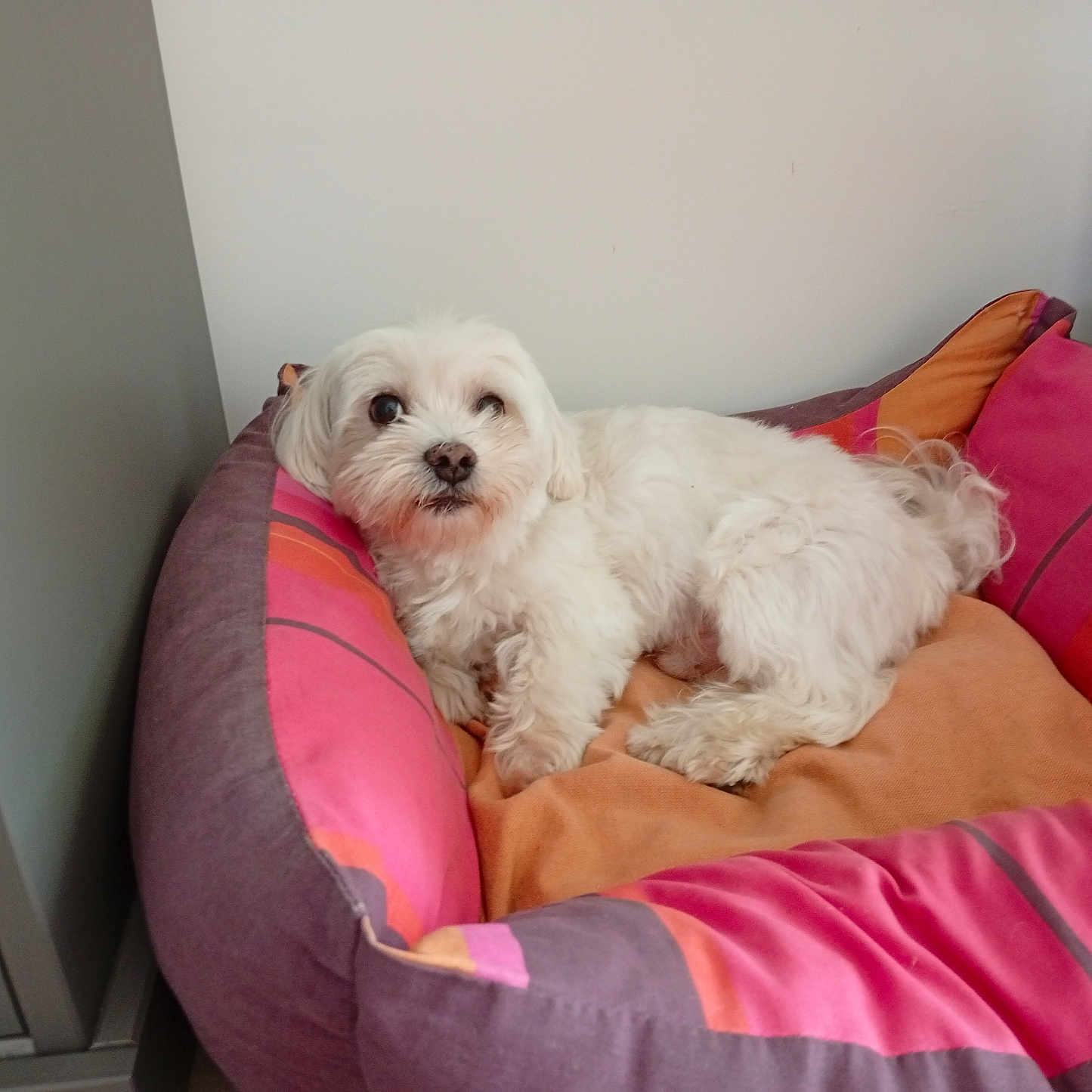 Anzio participe au concours pour gagner de l'argent avec cette photo : dog, pet_bed, white_dog, indoor, resting, cozy, small_dog, fur, canine, animal, cute, comfort, colorful, striped, looking_up, relaxed, home, domestic, bed, paw
