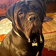 Sullie Blue is registered to the contest to win money with this photo: dog, indoor, black_dog, large_dog, collar, dog_tag, wooden_furniture, rug, floor, pet, animal, portrait, droopy_eyes, wrinkles, warm_light, home, domestic, sitting, closeup, calm