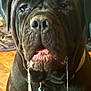 dog, large_dog, drool, close_up, indoor, wooden_floor, collar, pet_tag, face, wrinkled_skin, tongue, jowls, black_fur, canine, animal, mammal, pet, domestic_animal, floor, furniture