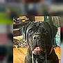Sullie Blue joined the competition — help win amazing prizes! dog, indoor, black_dog, large_dog, drool, floor, rug, furniture, collar, pet, animal, canine, home, wooden_floor, sitting, portrait, closeup, companion, cute, friendly