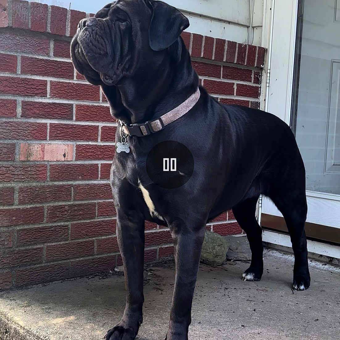 Sullie Blue joined the competition — help win amazing prizes! alert, animal, black_dog, brick_wall, canine, collar, concrete, dog, domestic_animal, fence, guard_dog, house, looking_away, loyal, outdoor, pet, porch, sidewalk, standing, suburban