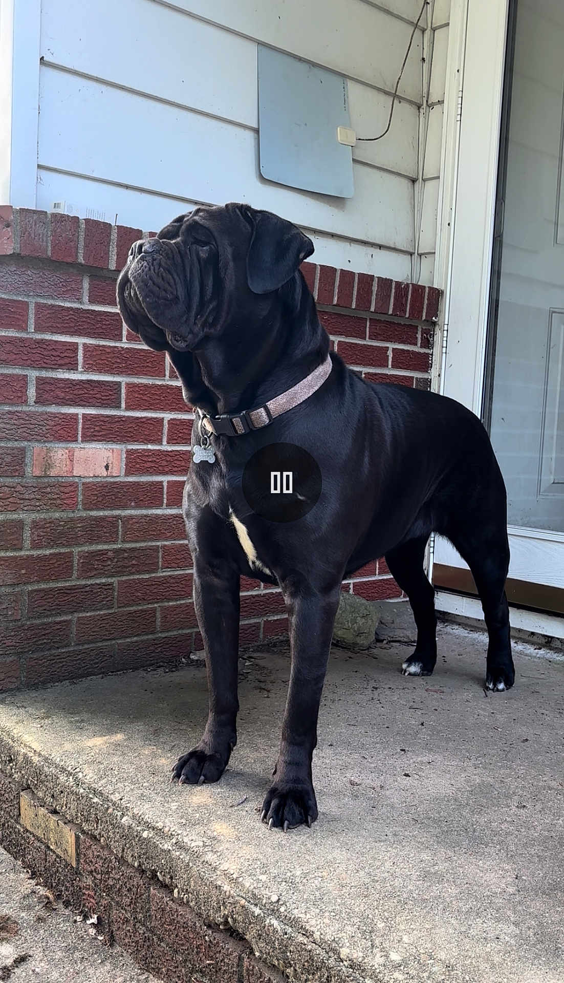 Sullie Blue joined the competition — help win amazing prizes! dog, black_dog, collar, pet, standing, porch, concrete, brick_wall, house, sidewalk, outdoor, animal, canine, looking_away, fence, loyal, domestic_animal, guard_dog, suburban, alert