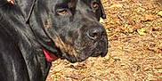 Laila is registered to the contest to win money with this photo: dog, black_dog, outdoor, leaves, dry_leaves, dirt, collar, pet, animal, nature, sunlight, side_view, mammal, canine, autumn, daylight, looking, fur, closeup, portrait