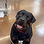 Laila is registered to the contest to win money with this photo: rottweiler, dog, pet, leash, store, shopping_cart, floor, person, walking, shoes, brown_floor, indoor, black_dog, happy, sitting, friendly, animal, canine, retail, casual