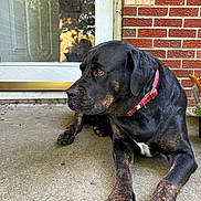 Laila is registered to the contest to win money with this photo: dog, black_dog, brindle, collar, pet, canine, animal, outdoor, porch, concrete, door, glass, reflection, brick_wall, resting, paw, fur, side_view, domestic_animal, mammal