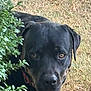 animal, boxer, bulldog, canine, dog, grass, hound, labradorretriever, leaf, pet, pitbull, plant, pointer, puppy, vegetation