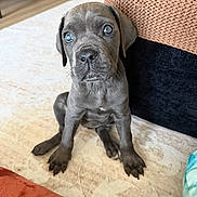 Sage Valdez is registered to the contest to win money with this photo: puppy, dog, indoor, carpet, furniture, couch, knitted_throw, brown, gray, curious, young, pet, animal, cute, sitting, floor, home, blue_eyes, small, adorable