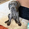 puppy, dog, indoor, carpet, furniture, couch, knitted_throw, brown, gray, curious, young, pet, animal, cute, sitting, floor, home, blue_eyes, small, adorable