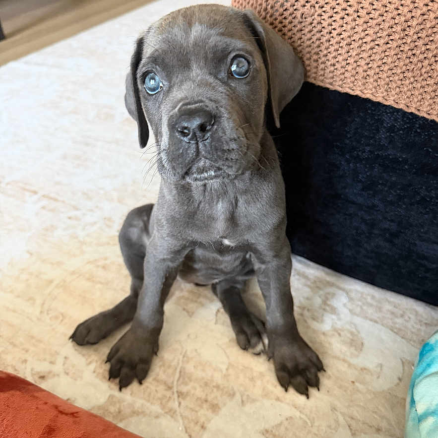 Sage Valdez is registered to the contest to win money with this photo: puppy, dog, indoor, carpet, furniture, couch, knitted_throw, brown, gray, curious, young, pet, animal, cute, sitting, floor, home, blue_eyes, small, adorable