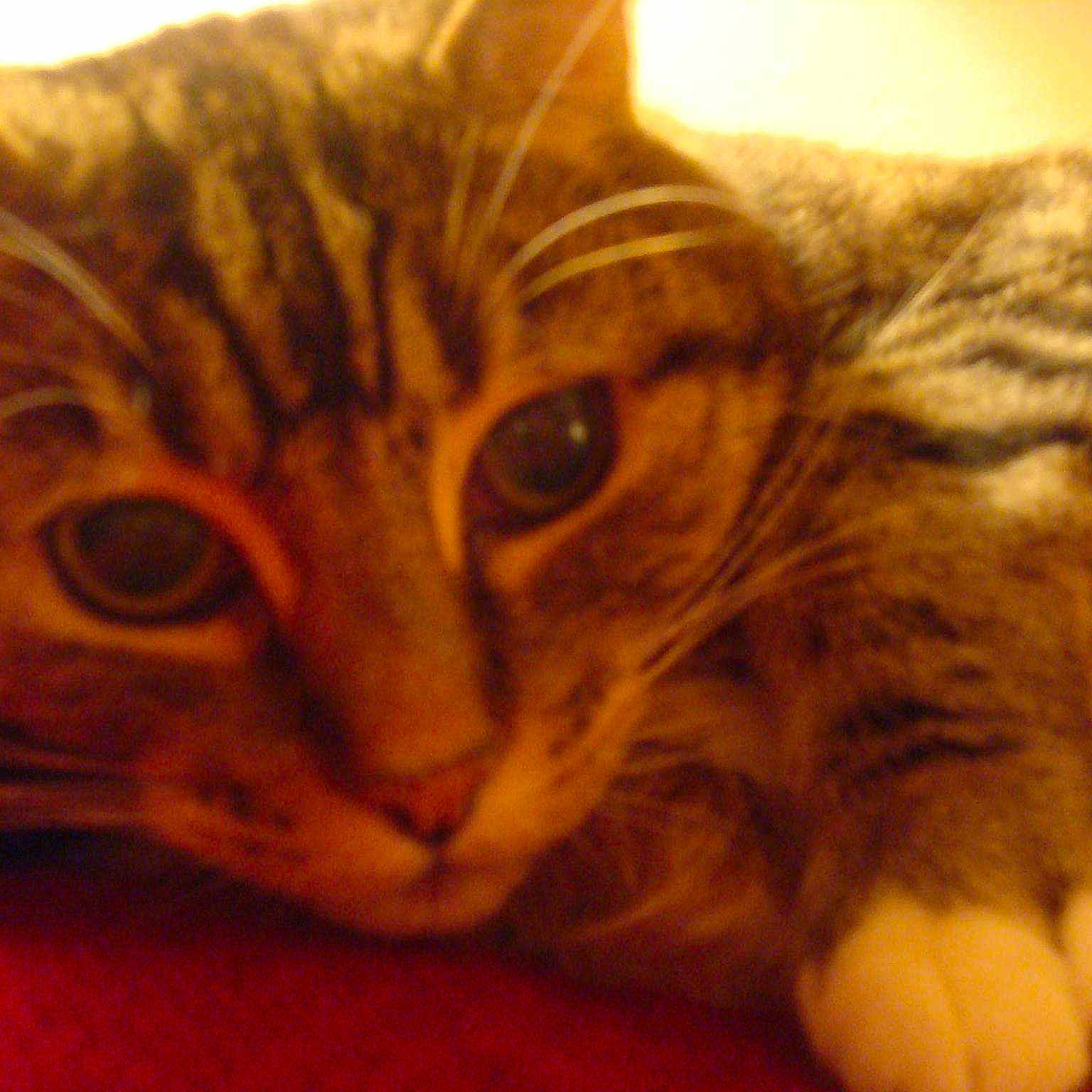 Gelley is registered to the contest to win money with this photo: