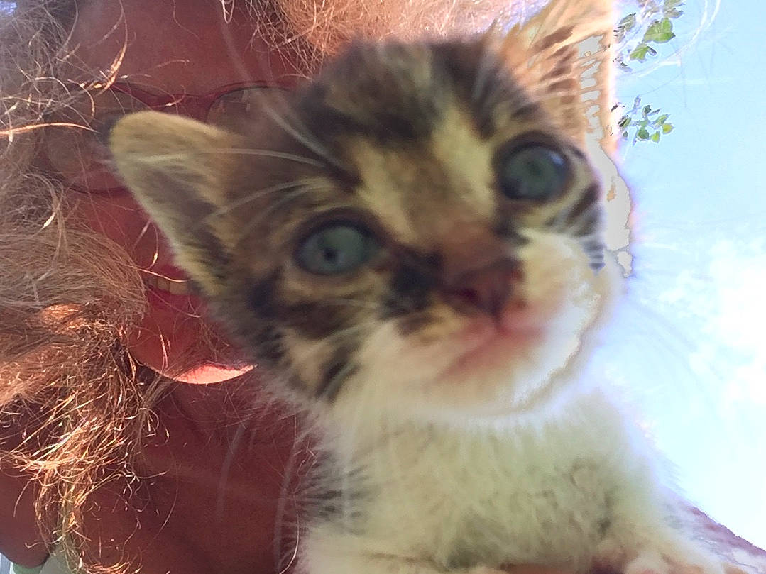 Angel is registered to the contest to win money with this photo: aegean_cat, american_curl, american_wirehair, asian, carnivore, cat, domestic_short_haired_cat, european_shorthair, eye, felidae, kitten, mammal, nose, organism, polydactyl_cat, small_to_medium_sized_cats, snout, tabby_cat, vertebrate, whiskers