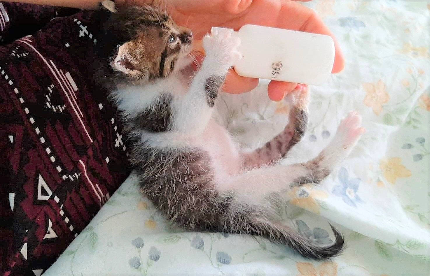 Angel joined the competition — help win amazing prizes! aegean_cat, american_curl, american_shorthair, american_wirehair, asian, carnivore, cat, claw, domestic_short_haired_cat, dragon_li, european_shorthair, felidae, fur, kitten, norwegian_forest_cat, paw, polydactyl_cat, small_to_medium_sized_cats, tabby_cat, whiskers