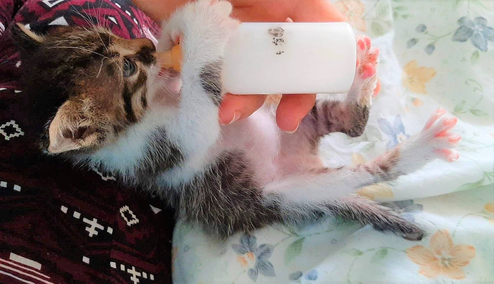 Angel is registered to the contest to win money with this photo: cat, felidae, fur, small_to_medium_sized_cats, whiskers