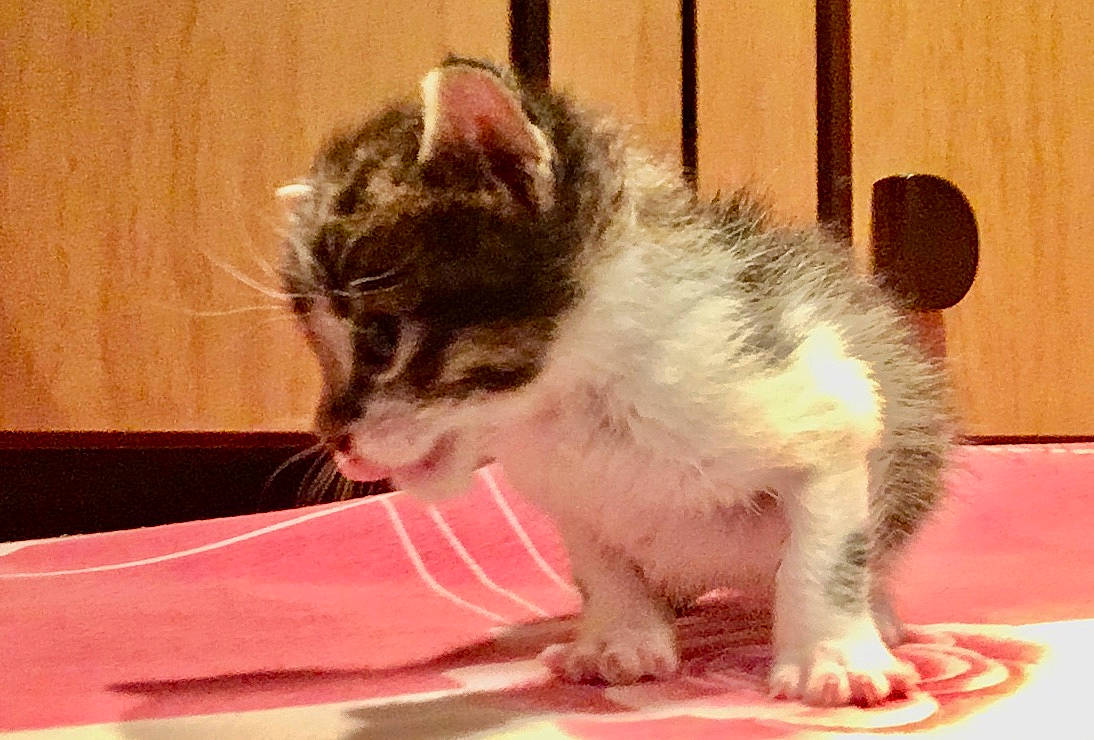 Angel joined the competition — help win amazing prizes! aegean_cat, american_curl, american_wirehair, asian, carnivore, cat, domestic_short_haired_cat, european_shorthair, felidae, kitten, kurilian_bobtail, mammal, munchkin, polydactyl_cat, small_to_medium_sized_cats, snout, tail, vertebrate, whiskers