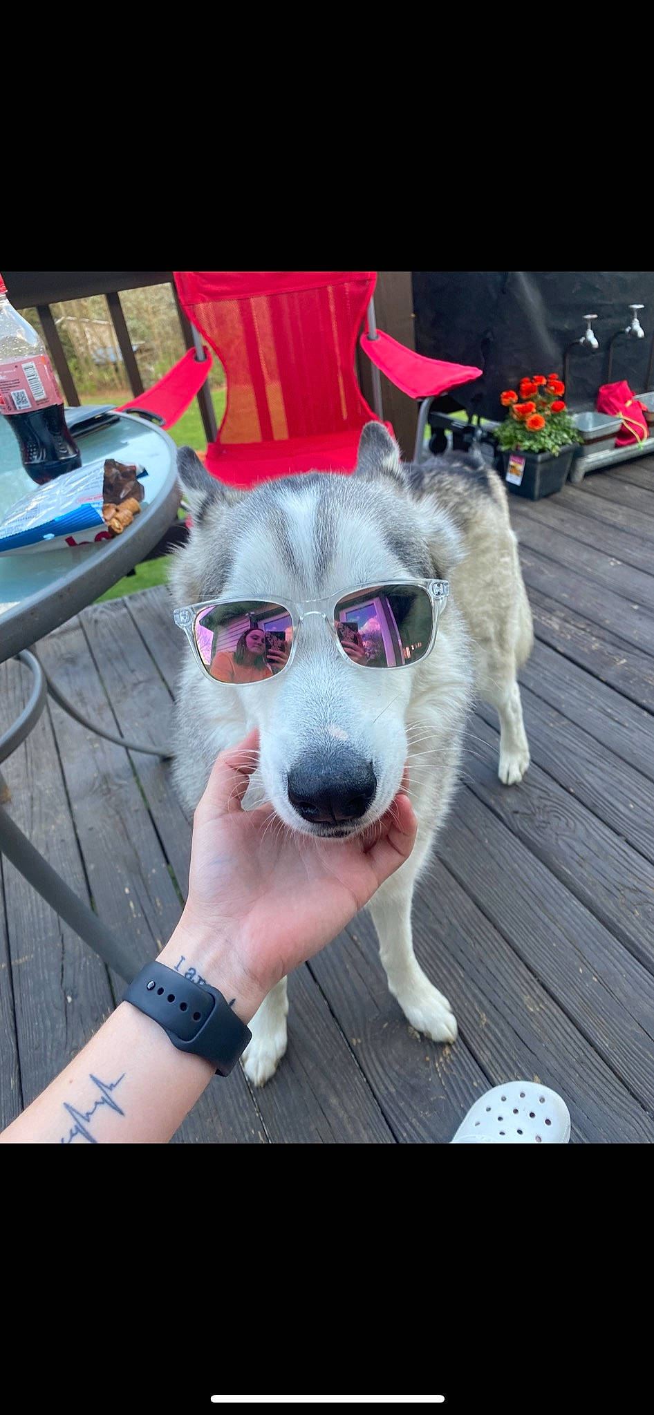 Kane joined the competition — help win amazing prizes! canidae, carnivore, chair, companion_dog, dog, dog_breed, ear, fawn, flooring, fur, jewellery, non_sporting_group, paw, selfie, sporting_group, table, tail, watch, whiskers, working_animal