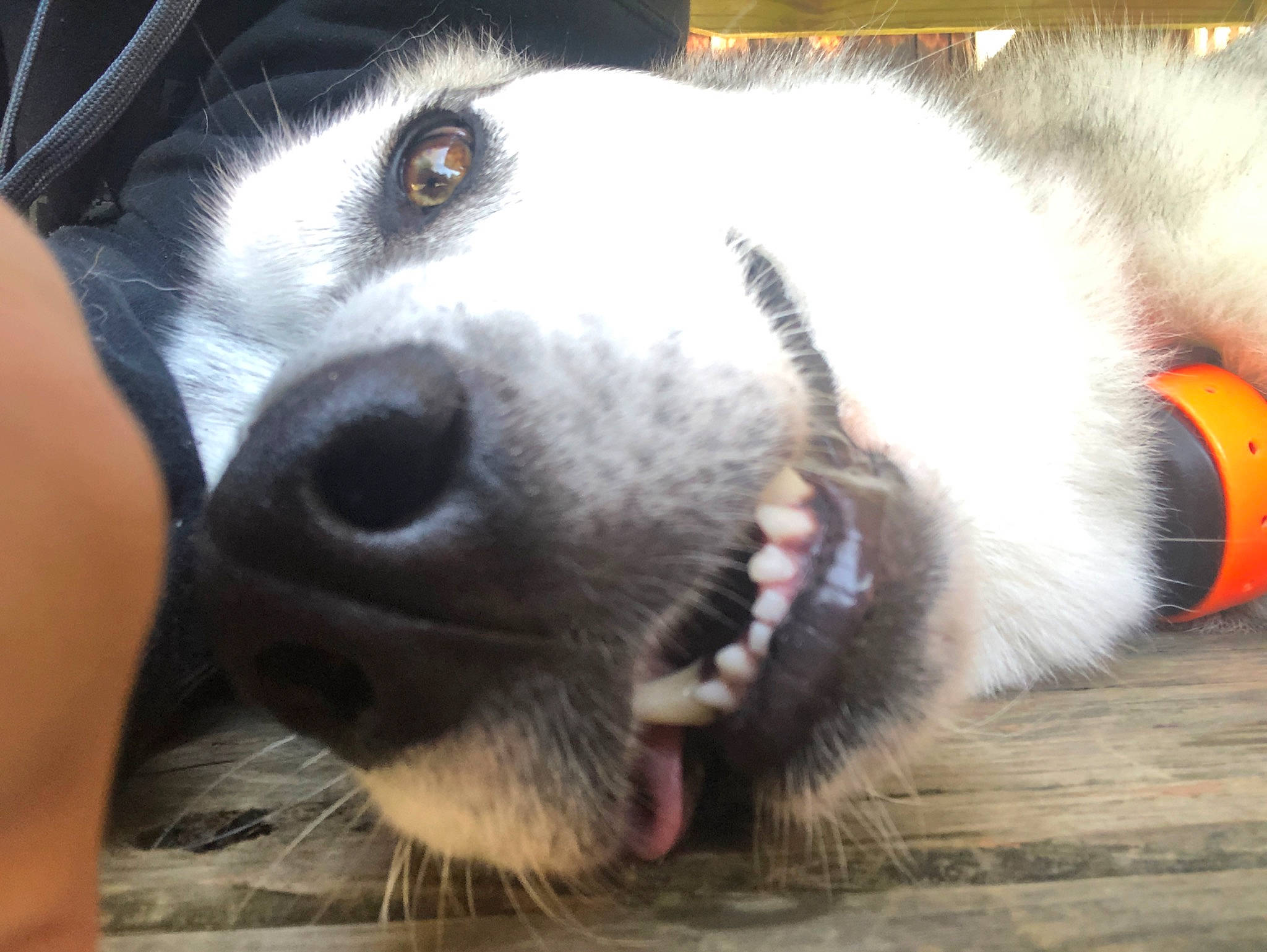 Kane is registered to the contest to win money with this photo: canidae, carnivore, collar, companion_dog, dog, dog_breed, ear, fur, iris, jaw, paw, siberian_husky, snout, sporting_group, whiskers, working_animal, working_dog