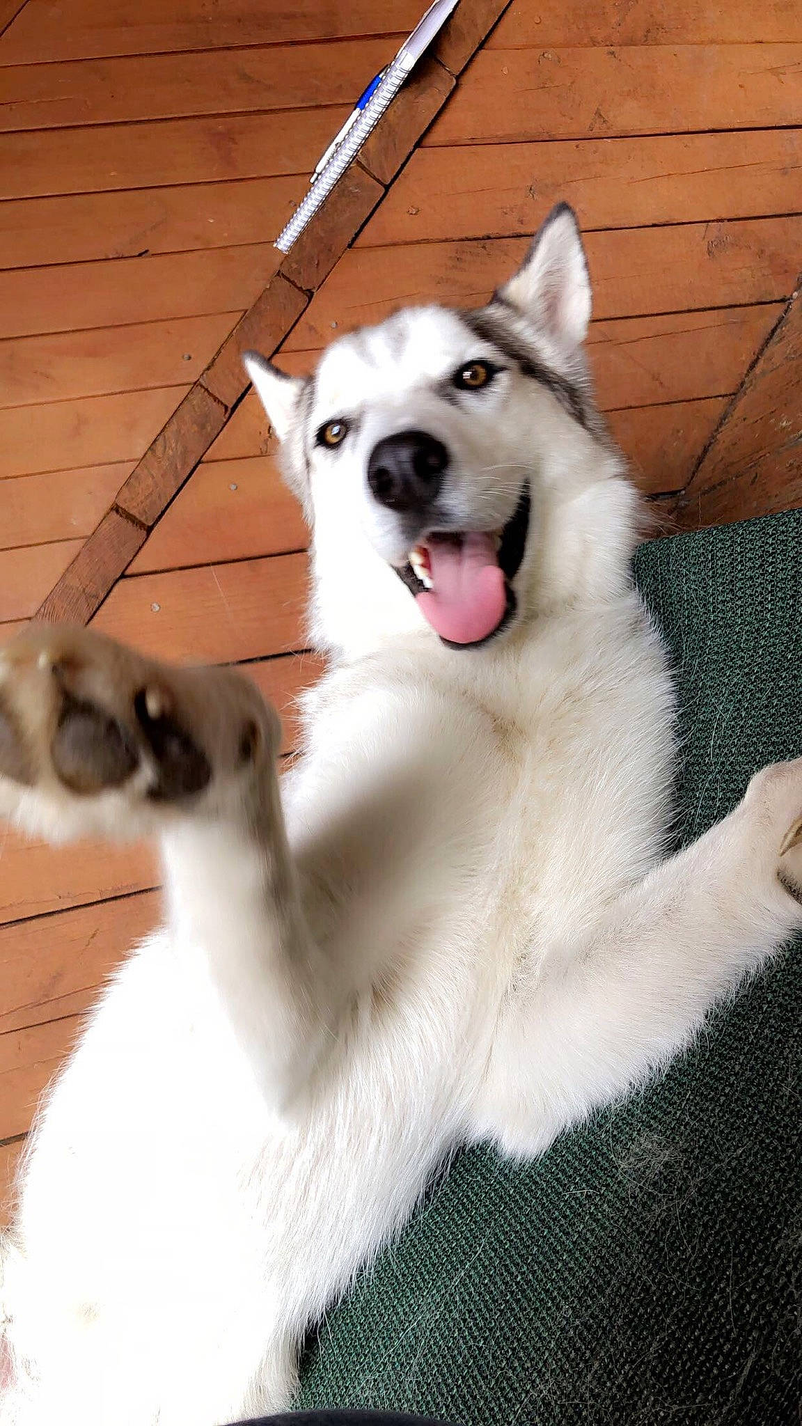 Kane is registered to the contest to win money with this photo: ancient_dog_breeds, canidae, carnivore, collar, companion_dog, dog, dog_breed, fang, fawn, fur, livestock_guardian_dog, paw, pet_supply, plant, snout, sporting_group, tail, whiskers, wood, working_dog