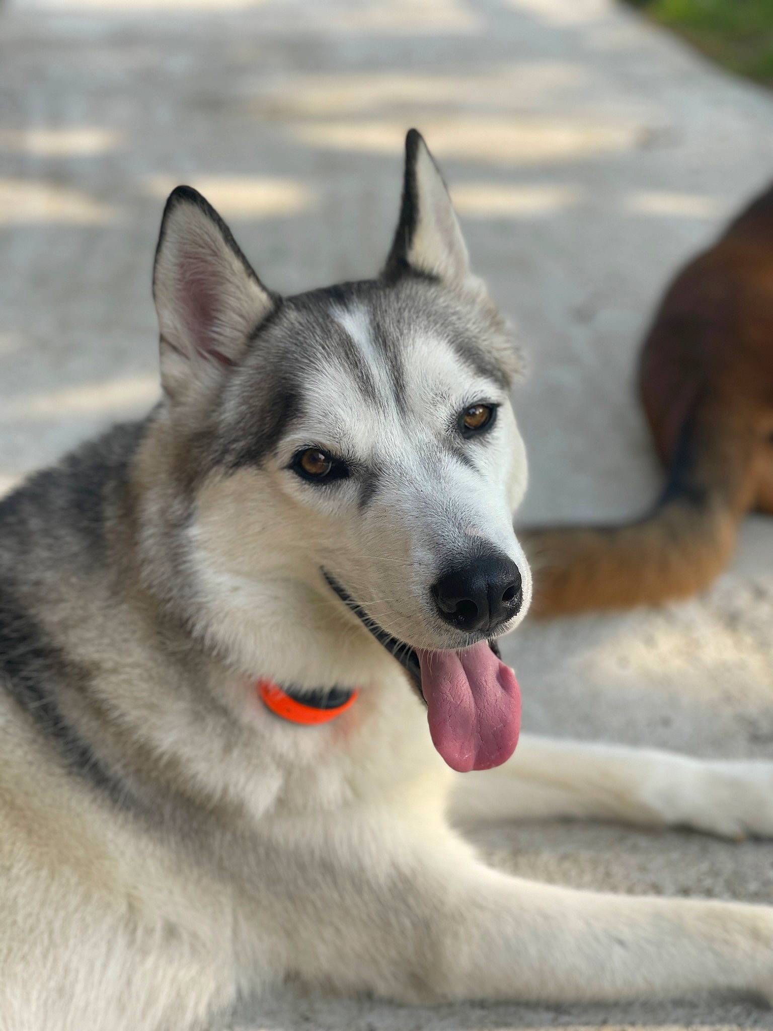 Kane joined the competition — help win amazing prizes! carnivore, collar, dog, dog_breed, fur, grey, sled_dog, snout, terrestrial_animal, working_dog