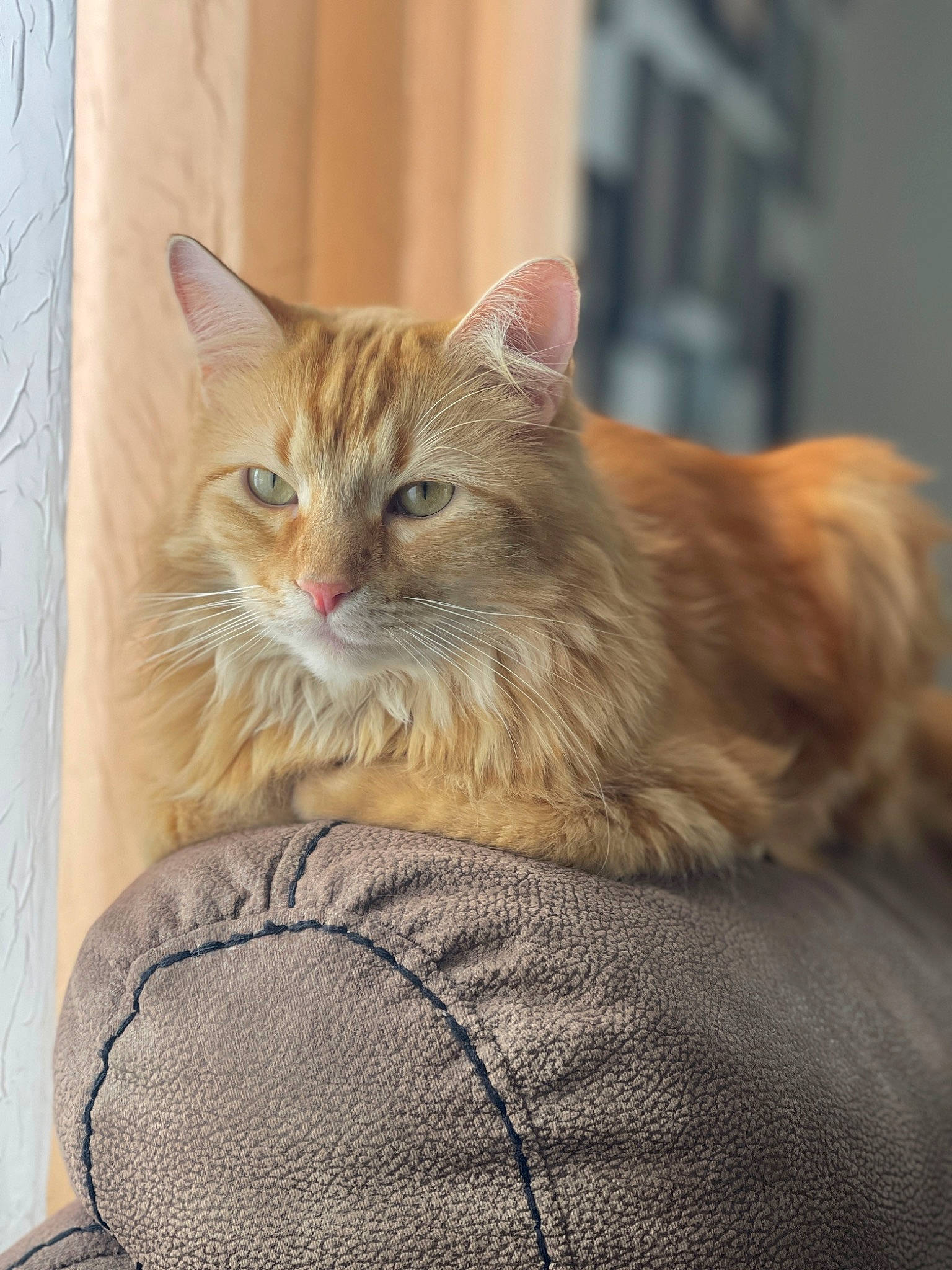 Nugget is registered to the contest to win money with this photo: carnivore, cat, claw, comfort, domestic_short_haired_cat, eye, fawn, felidae, fur, paw, plant, sitting, small_to_medium_sized_cats, snout, tail, terrestrial_animal, tree, whiskers, window, wood