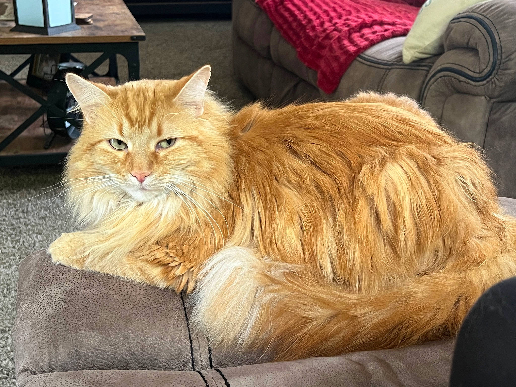 Nugget joined the competition — help win amazing prizes! box, british_longhair, carnivore, cat, chair, claw, comfort, domestic_short_haired_cat, eye, fawn, felidae, fur, maine_coon, paw, small_to_medium_sized_cats, snout, tail, terrestrial_animal, whiskers, wood
